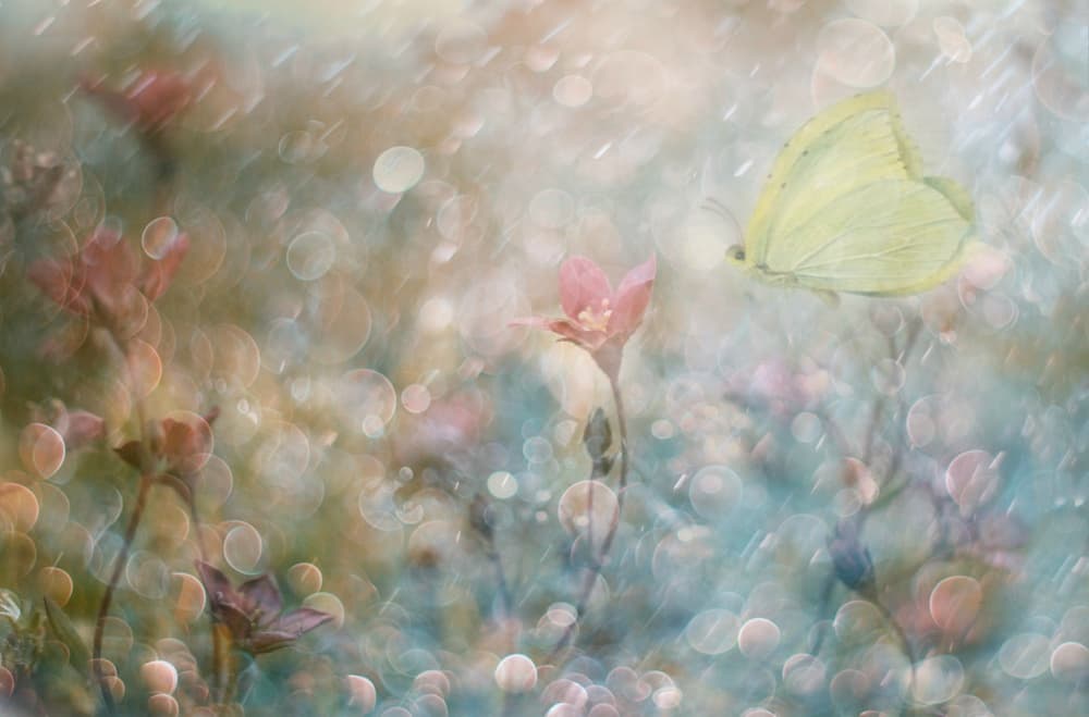 Dreamy Butterfly Garden by Delphine Devos — canvas wall art