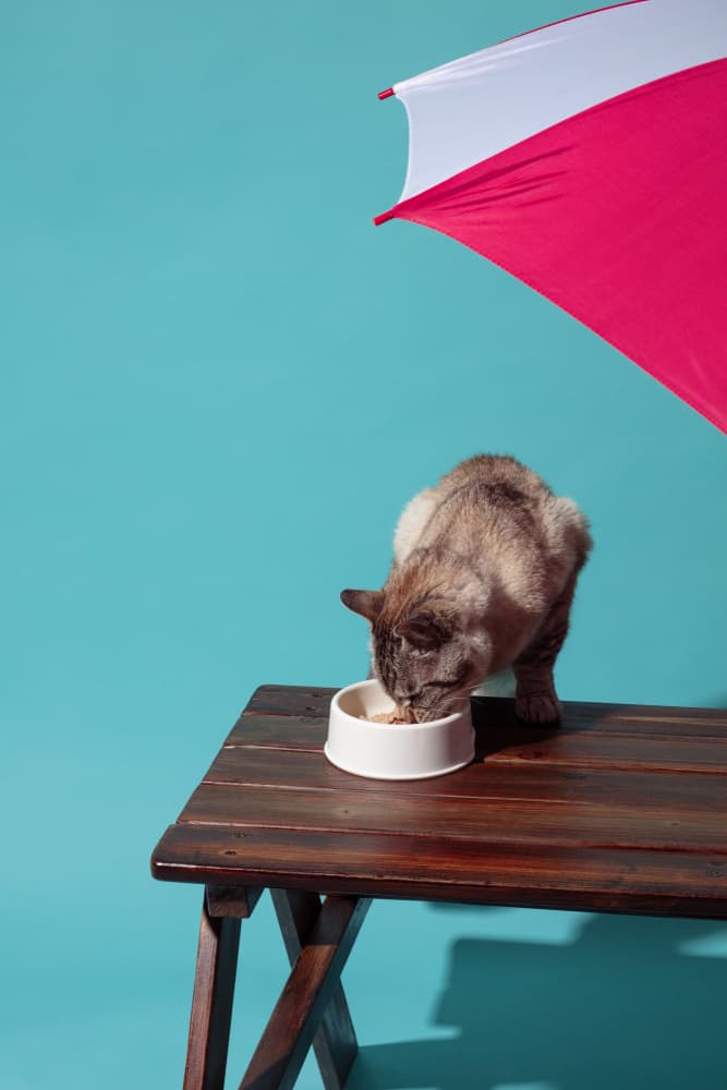 Cat Under Umbrella by Julia Ramiro — canvas wall art