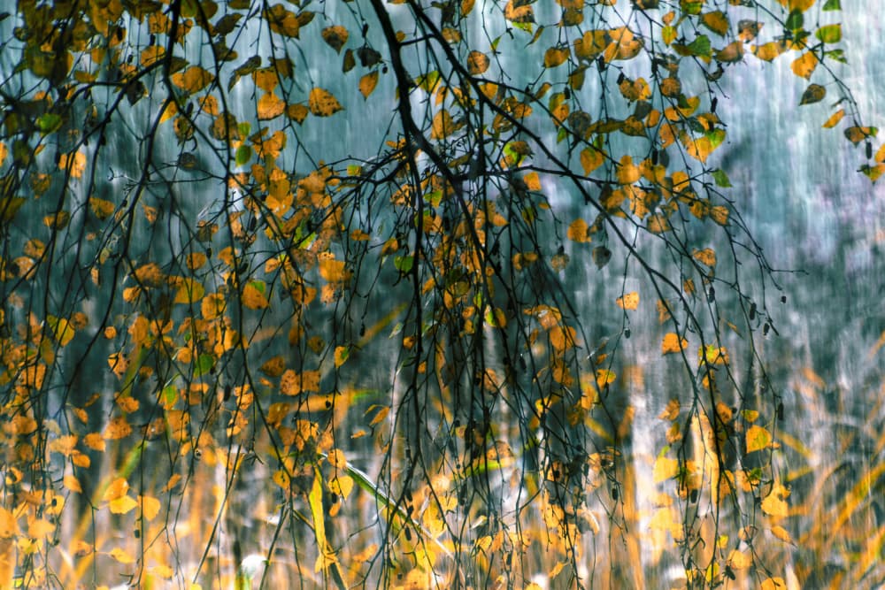 Golden Autumn Rain by Christina Sillen — canvas wall art