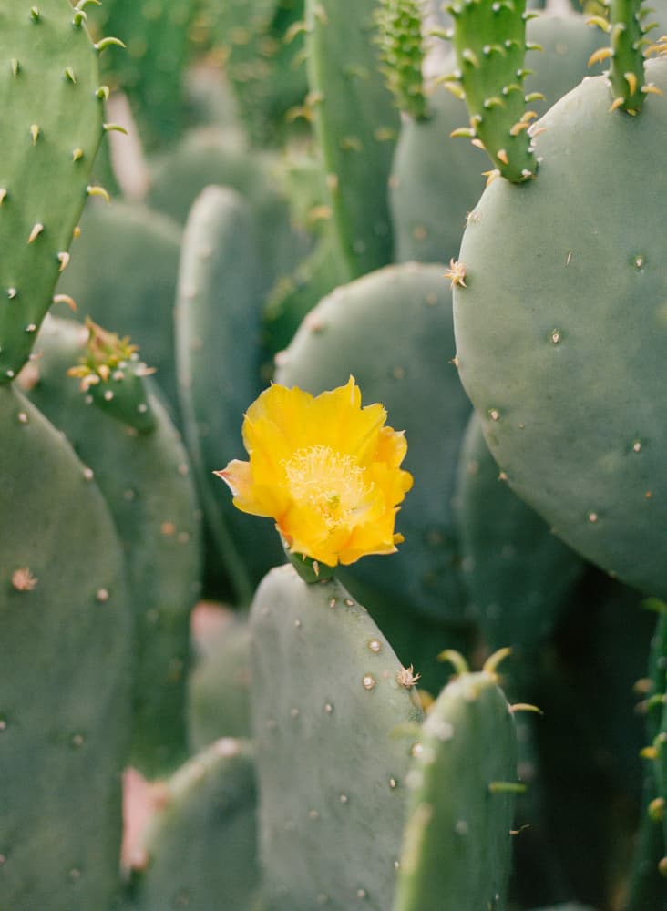 Vibrant Cactus Flower by Bethany Young — canvas wall art