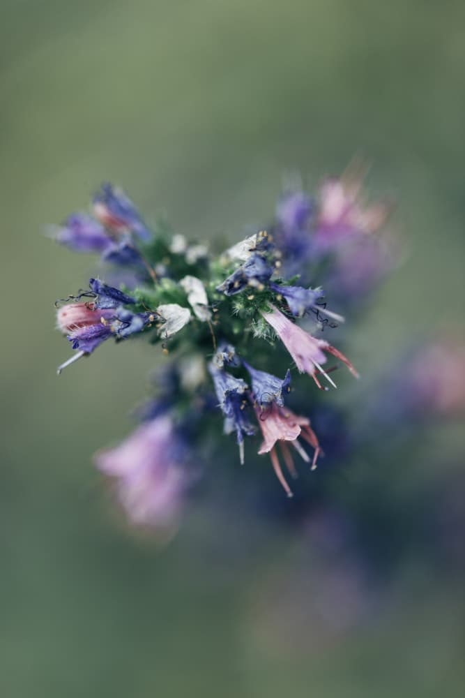 Delicate Purple Blooms by Javier Pardina — canvas wall art