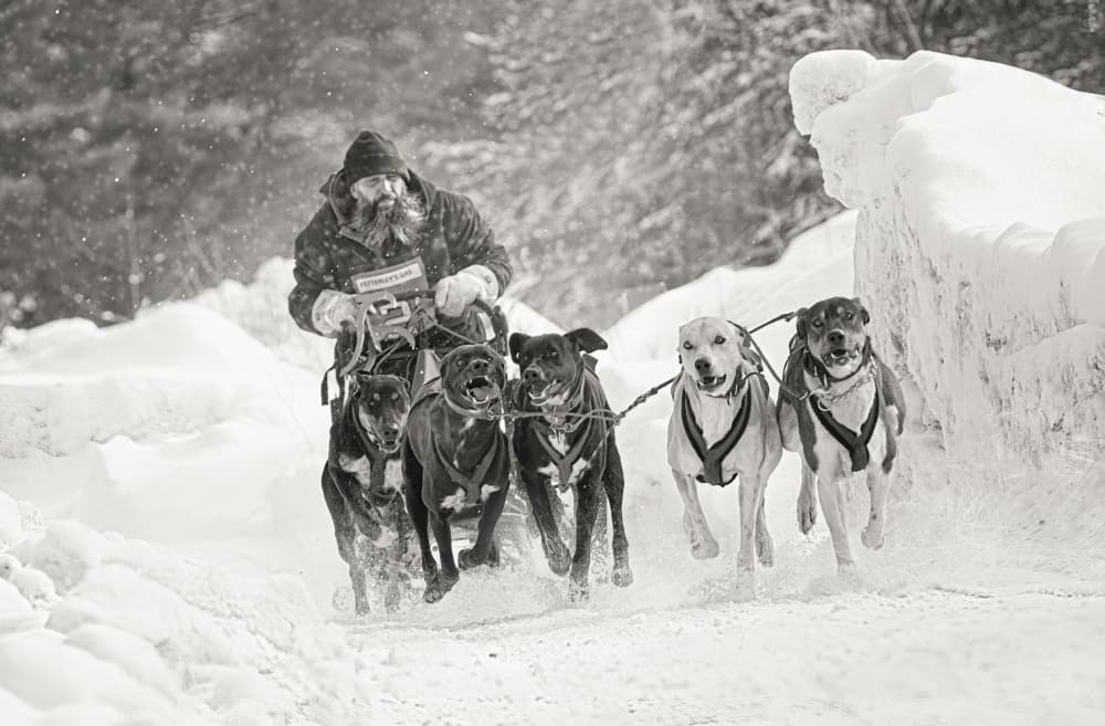 Snowy Mushing Team by Larry Deng APA — canvas wall art