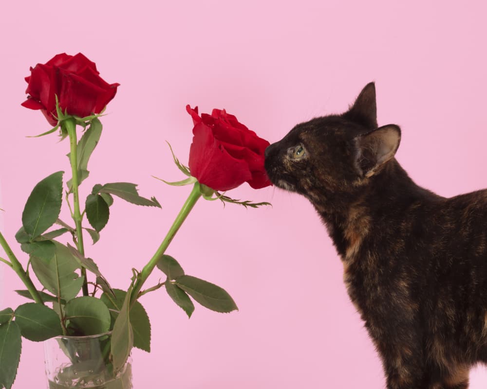 Curious Cat Sniffs Rose by Julia Ramiro — canvas wall art
