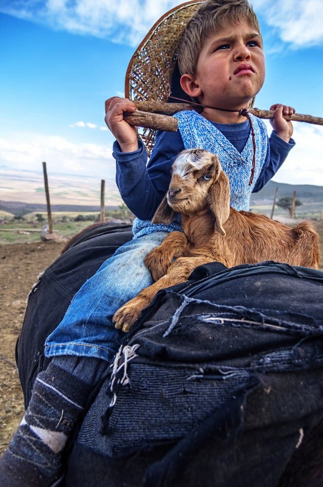 Pensive Boy and Goat by Emir Bagci — canvas wall art