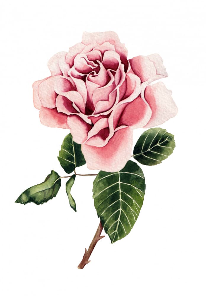 Watercolor Pink Rose by Salome — canvas wall art