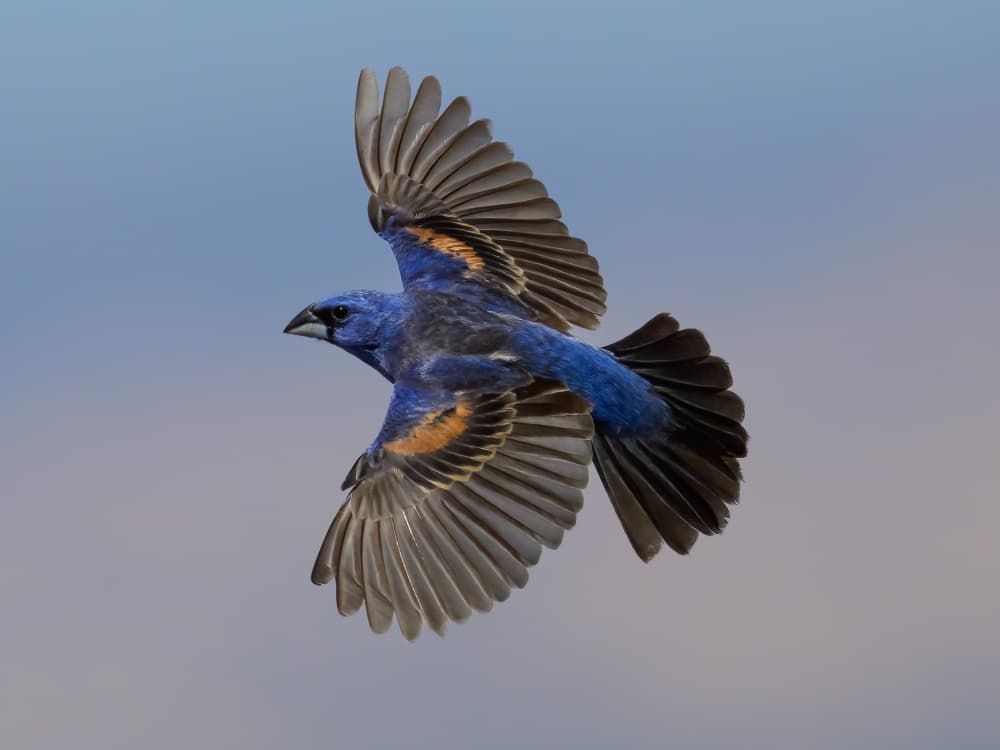 Blue Grosbeak in Flight by Moses Wang — canvas wall art