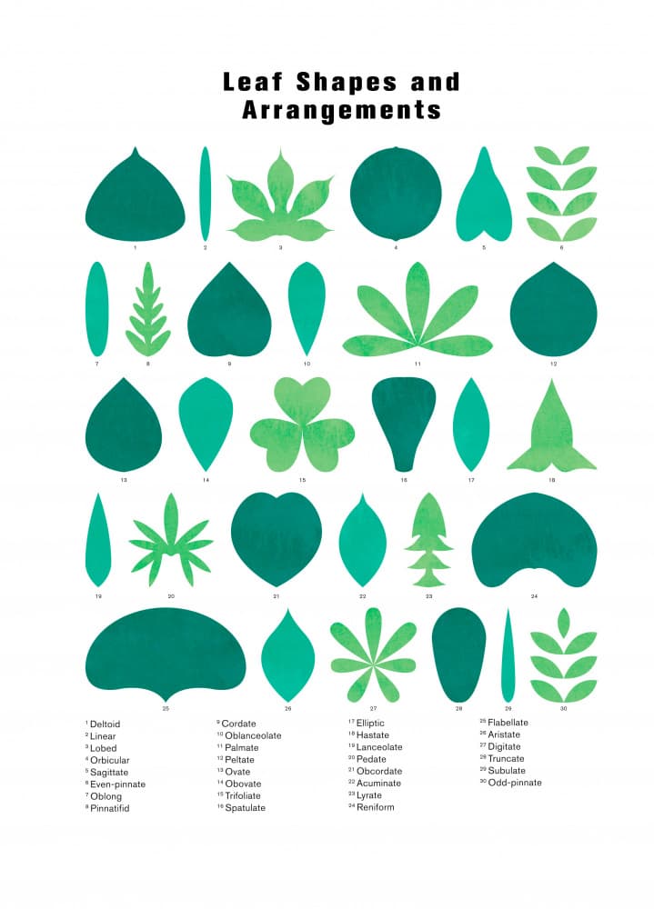 Botanical Leaf Chart by kathrinmay — canvas wall art