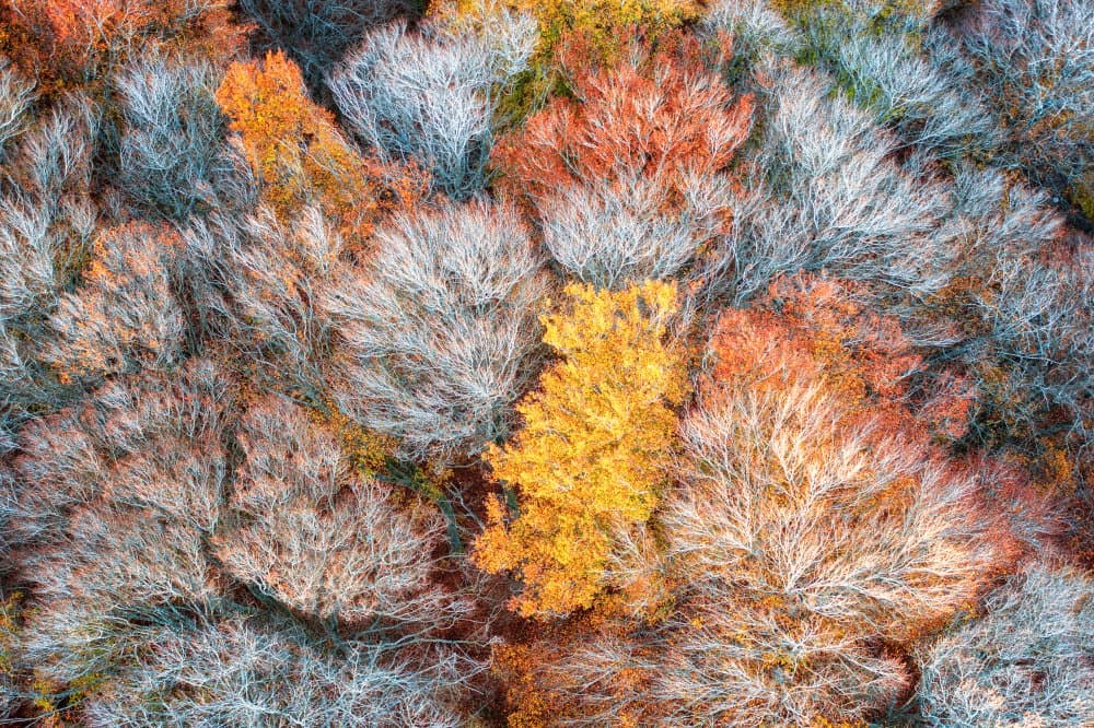 Vibrant Autumn Forest by Luigi Ruoppolo — canvas wall art