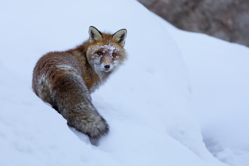 Wild Fox in Snow by Paolo Bolla — canvas wall art