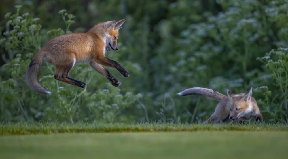 Playful Fox Kits by Judy Tseng — canvas wall art