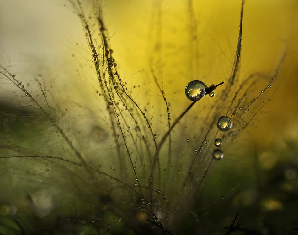 Delicate Dandelion Reflections by Heidi Westum — canvas wall art