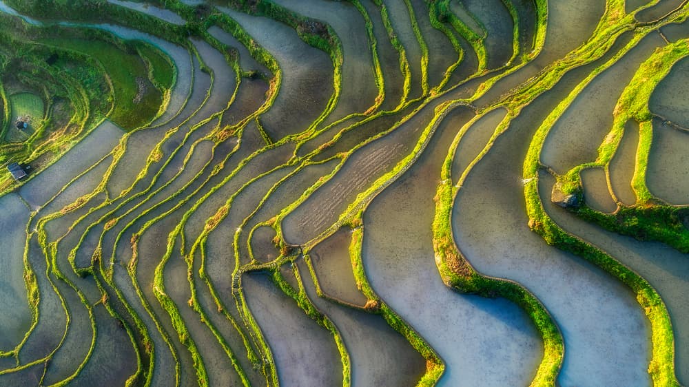 Golden Rice Terraces by Mei Xu — canvas wall art