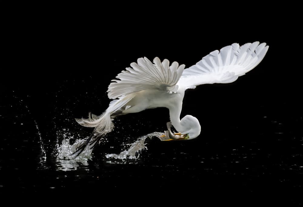 Graceful Egret Fishing by Alex Li — canvas wall art