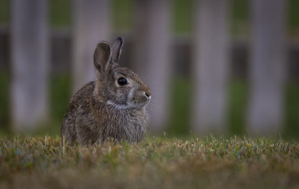 Little Garden Bunny by Ozan AKTAS — canvas wall art