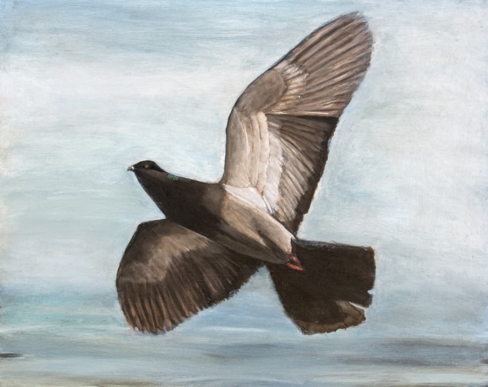 Graceful Pigeon Flight by Claire Lerner — canvas wall art