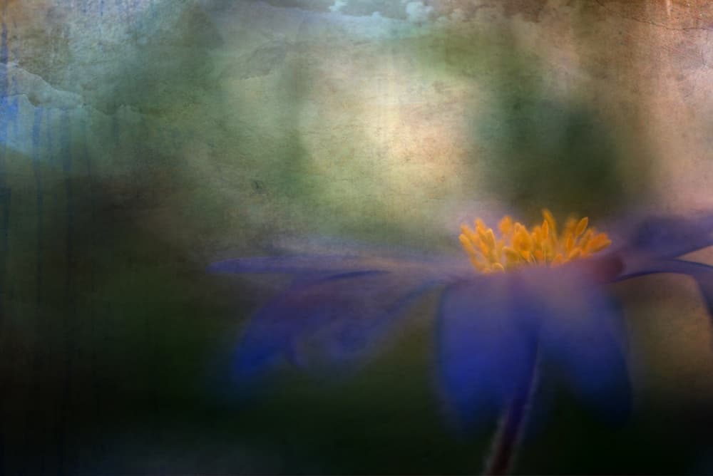 Dreamy Blue Flower by Ulrike Eisenmann — canvas wall art