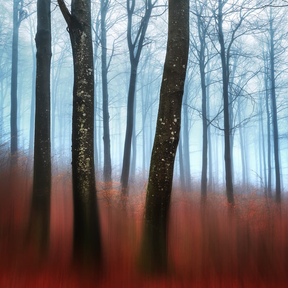 Misty Forest Dream by Gustav Davidsson — canvas wall art