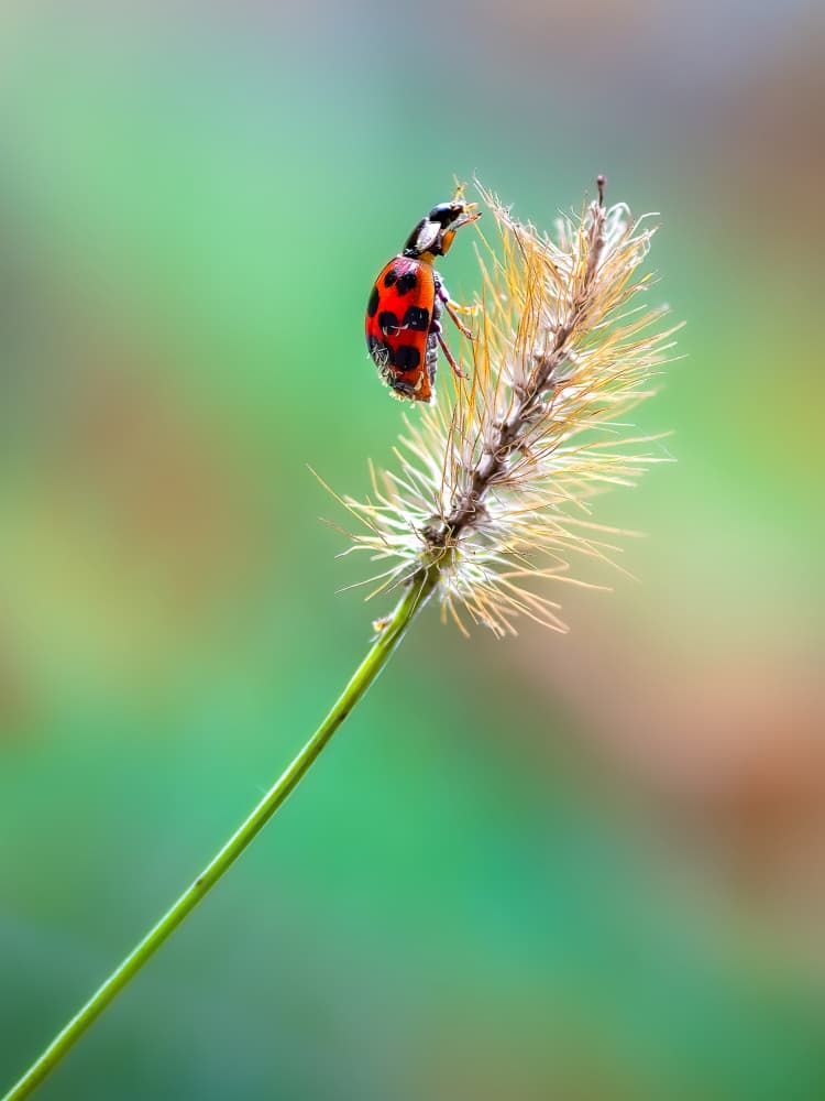 Red Ladybug on Grass by Atul Saluja — canvas wall art