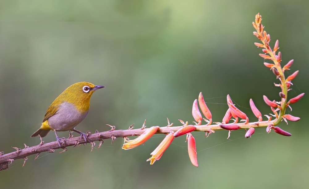 White-Eye and Blooms by Rahul Wedpathak — canvas wall art
