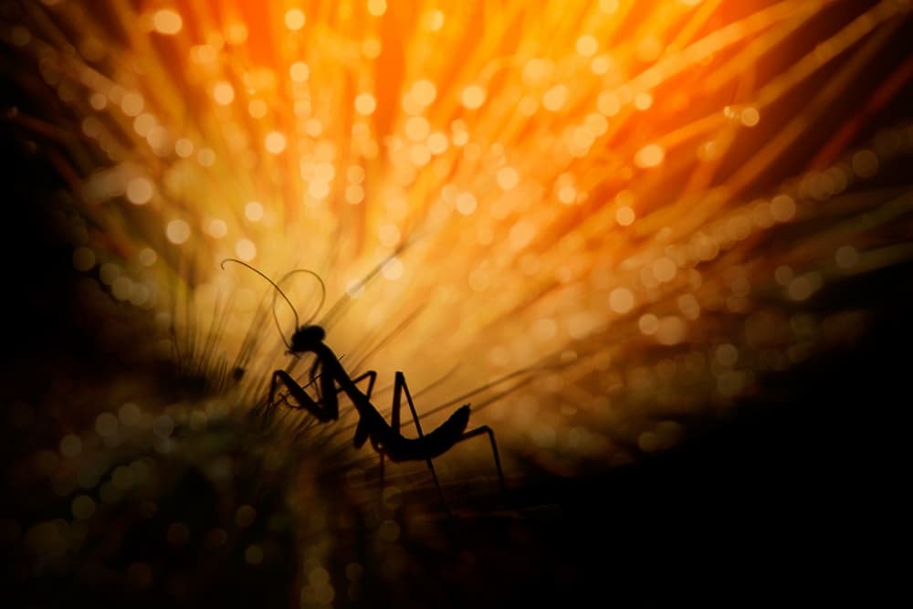 Glowing Mantis Silhouette by Fauzan Maududdin — canvas wall art