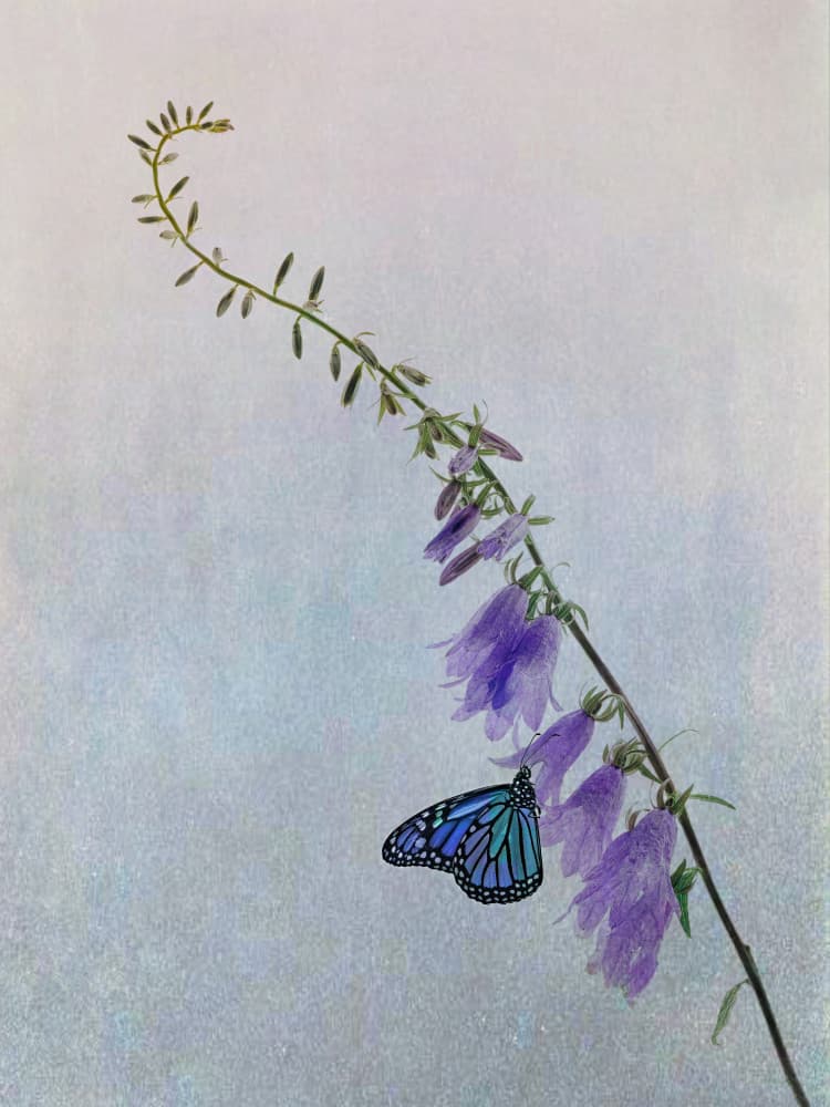 Delicate Butterfly Bloom by Lucie Gagnon — canvas wall art