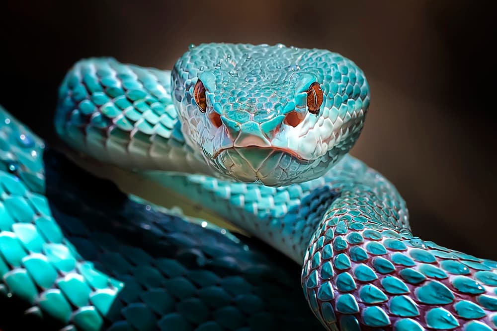 Blue Viper Stare by Fauzan Maududdin — canvas wall art