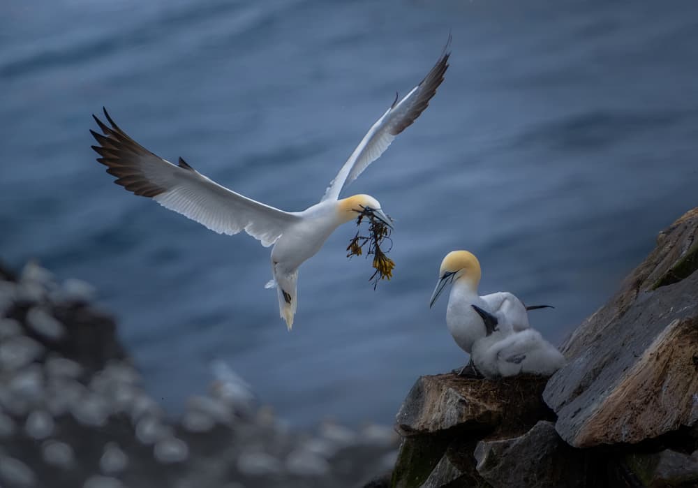 Gannet Family Nesting by Larry Deng APA — canvas wall art