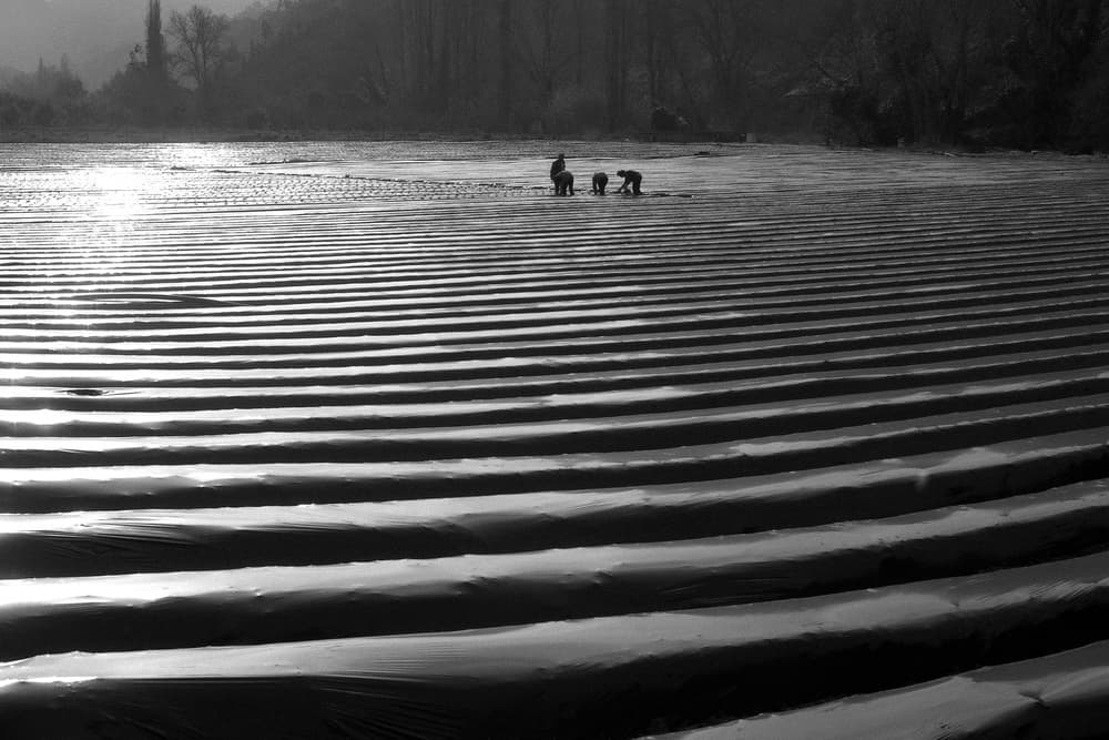 Workers in the Fields by Nana Sousa Dias — canvas wall art
