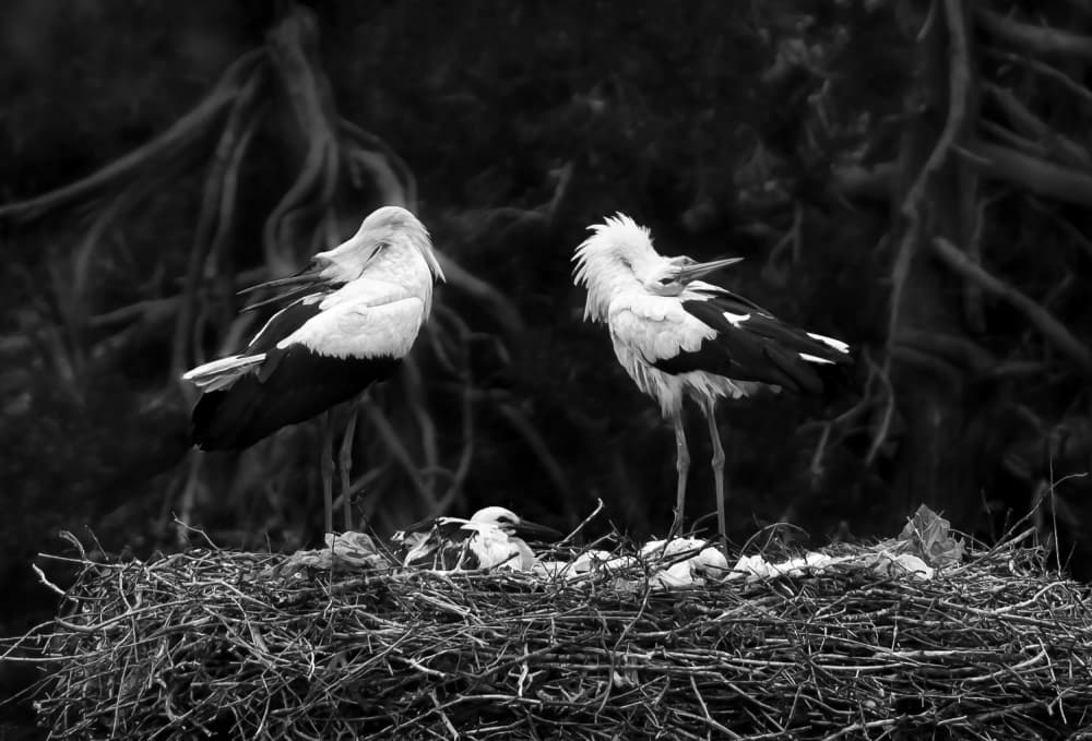 Stork Family Nest by Ibrahim Canakci — canvas wall art