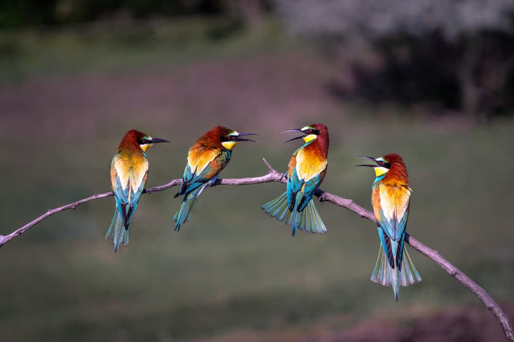Vibrant Bee-eater Quartet by Yun Thwaits — canvas wall art
