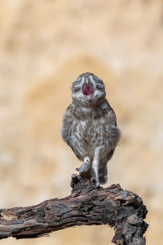 Yawning Little Owl by David Manusevich — canvas wall art