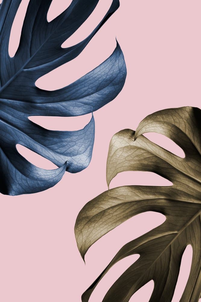Blue Gold Monstera by Pictufy Studio III — canvas wall art