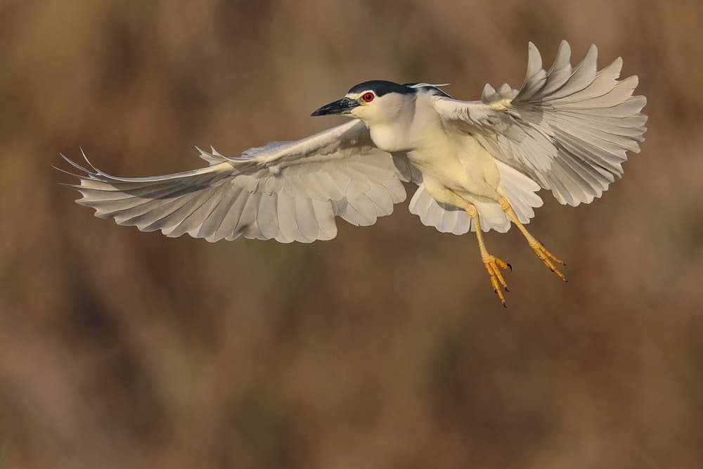 Night Heron in Flight by David Manusevich — canvas wall art