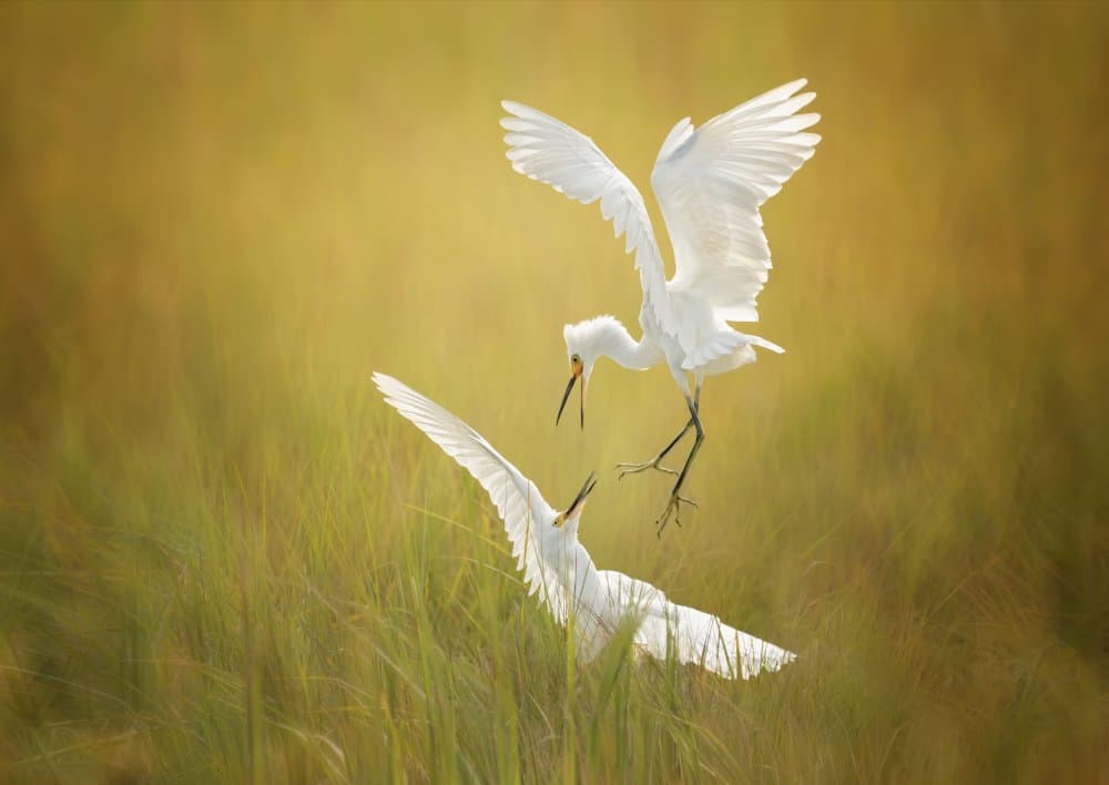 Graceful Egrets in Flight by Tao Huang — canvas wall art