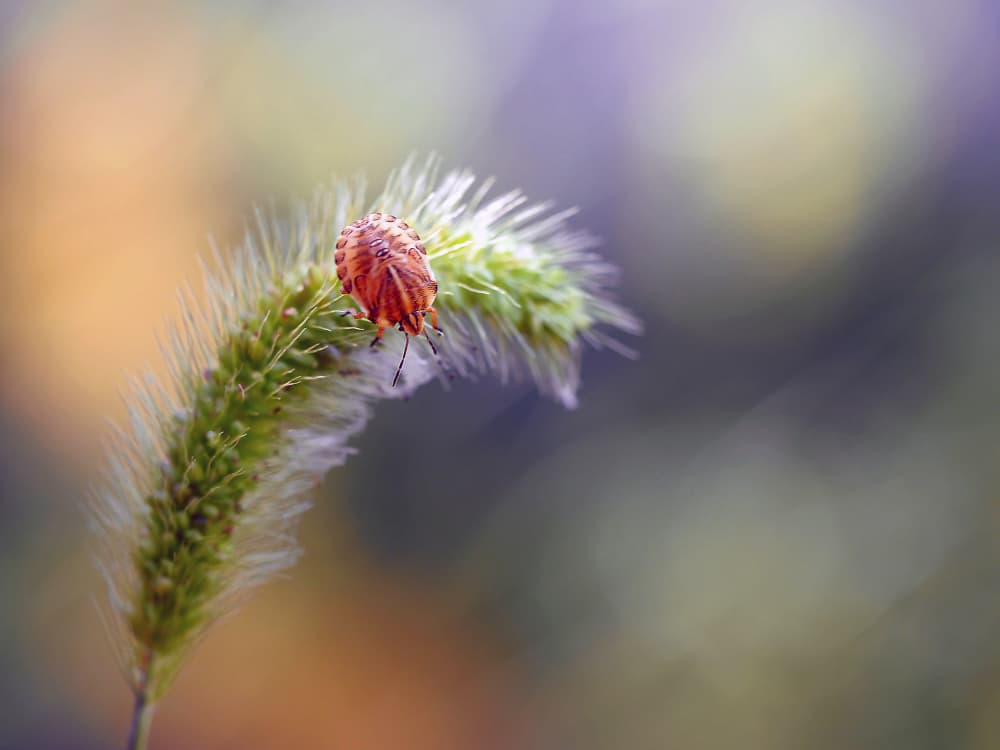 Vibrant Bug on Grass by Thierry Dufour — canvas wall art
