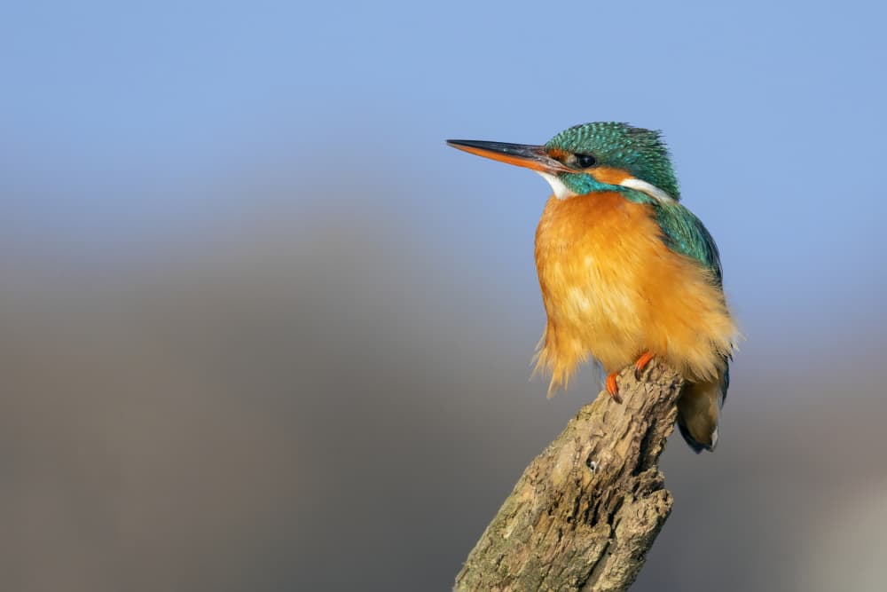 Lady Queenfisher! by TONY GORAN — canvas wall art