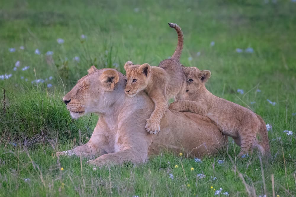 Playful Lion Cubs by Hong Chen — canvas wall art