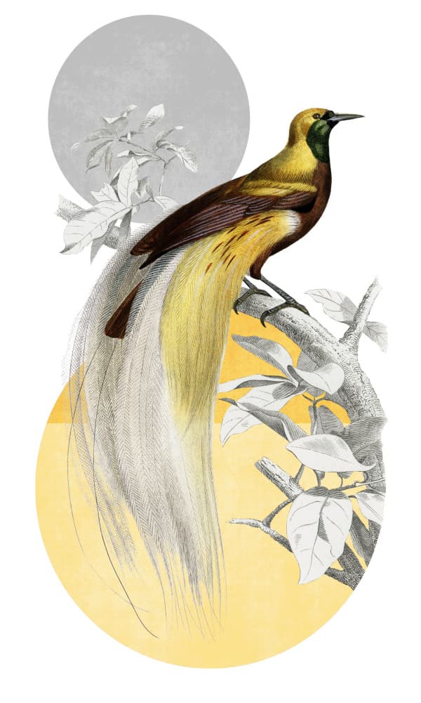 Exotic Paradise Bird by Marja van den Hurk — canvas wall art