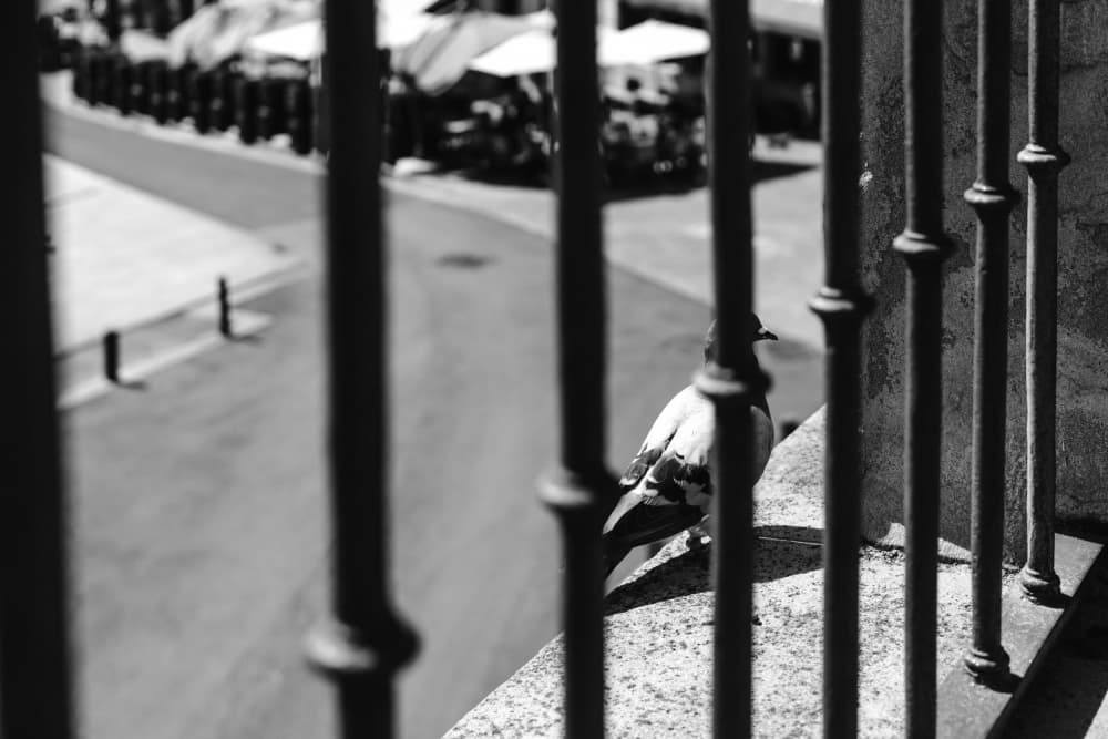 Pigeon on Railing by Aimee Giles — canvas wall art