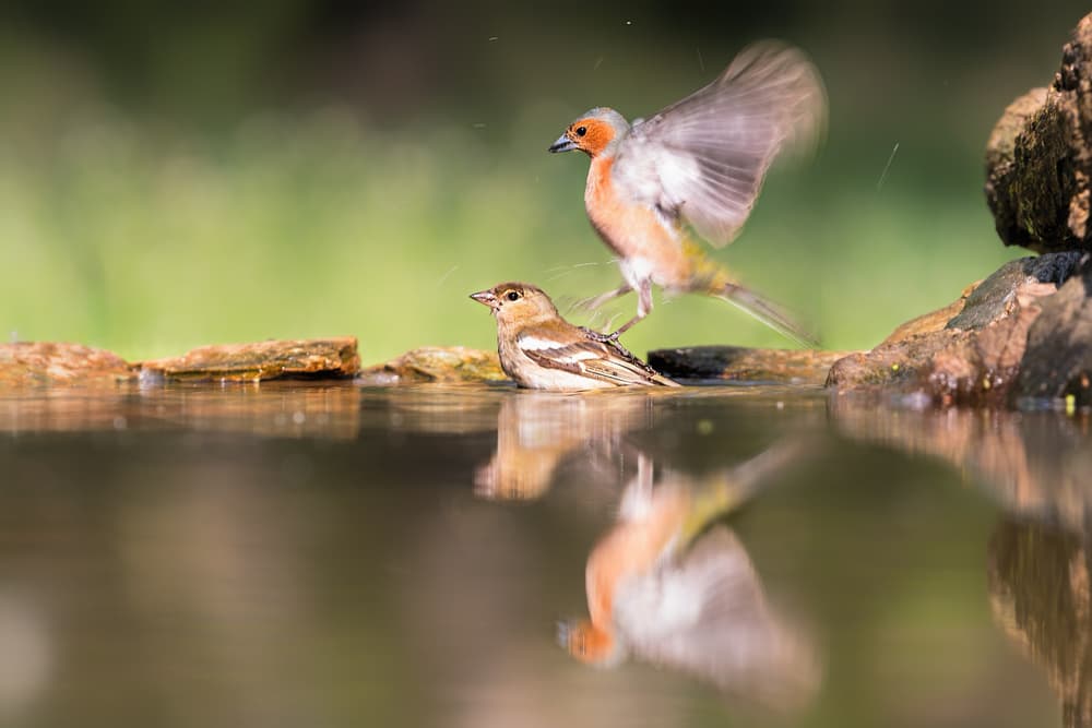 Flying Finches Bathing by Jun Zuo — canvas wall art