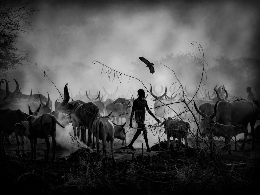 Smoky African Cattle Drive by Svetlin Yosifov — canvas wall art
