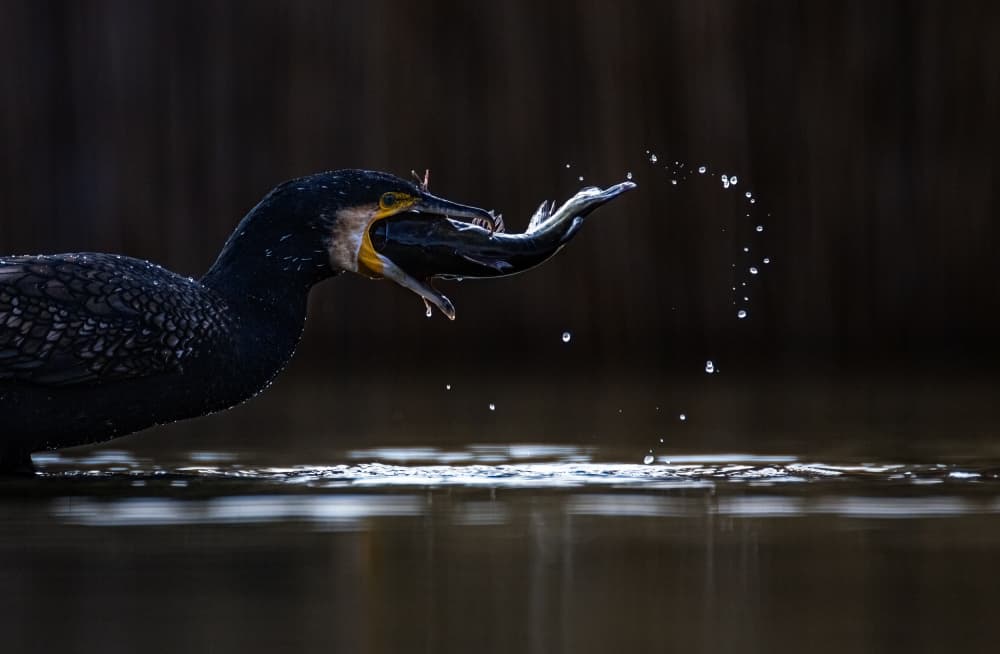 Cormorant Catches Fish by Corry DeLaan — canvas wall art