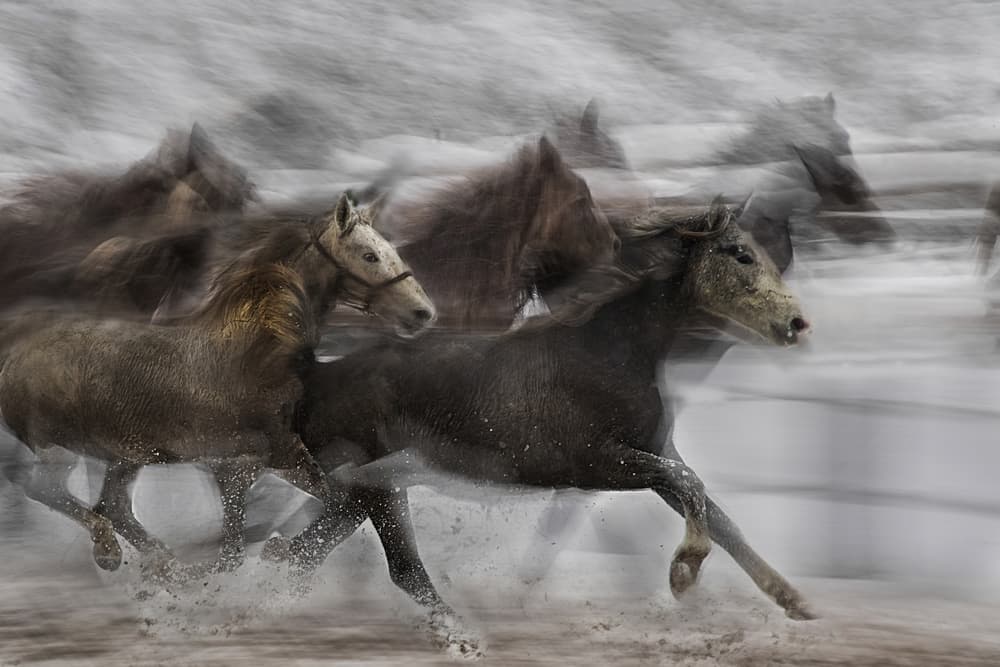 Galloping Winter Horses by Milan Malovrh — canvas wall art