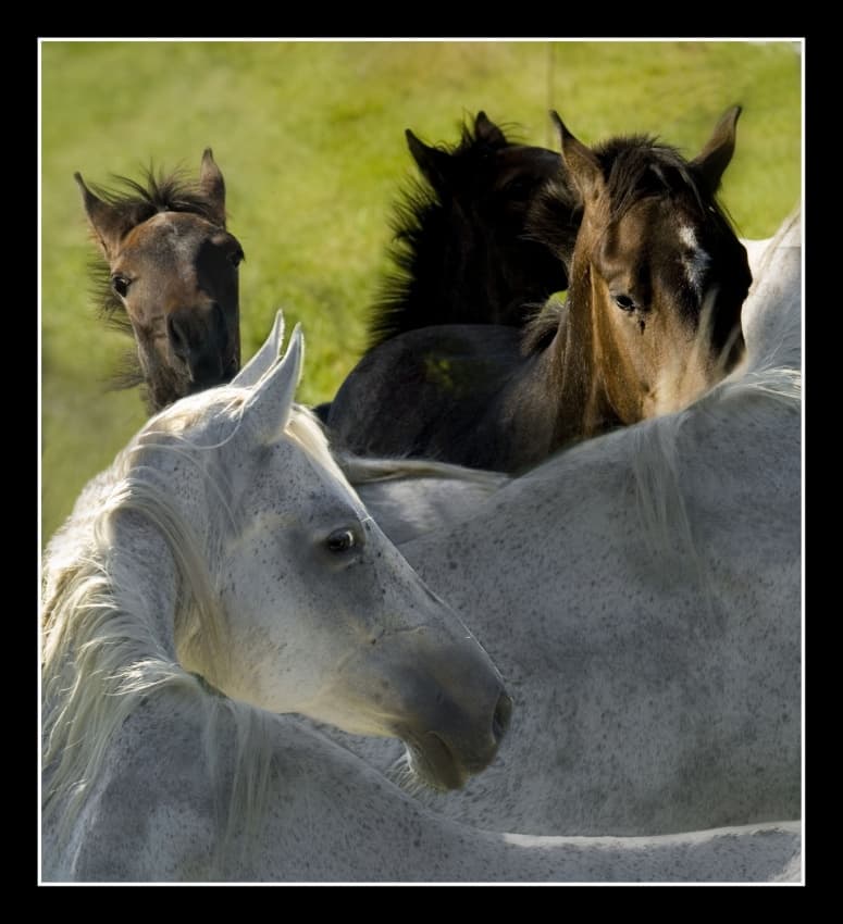 Young Horse Family by Milan Malovrh — canvas wall art