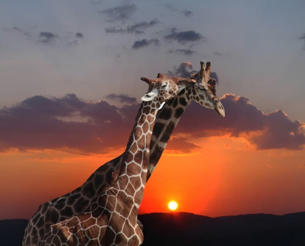 Giraffe Love Sunset by Anna Cseresnjes — canvas wall art
