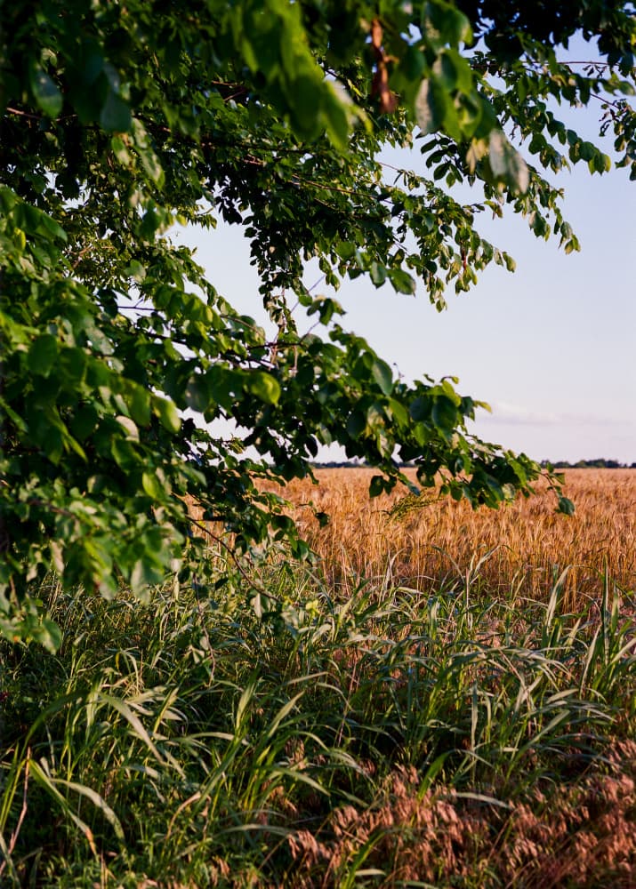 Golden Summer Field by Bethany Young — canvas wall art