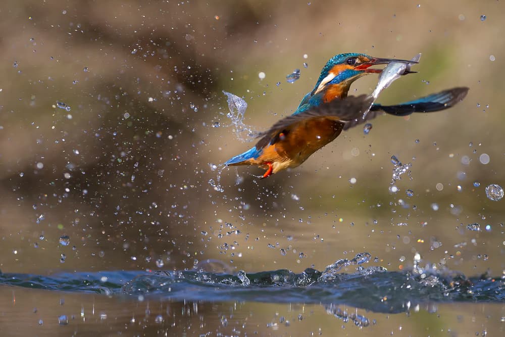 Dynamic Kingfisher Catch by Marco Redaelli — canvas wall art
