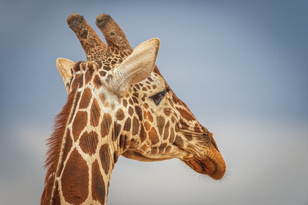 Majestic Giraffe Profile by Jeffrey C. Sink — canvas wall art