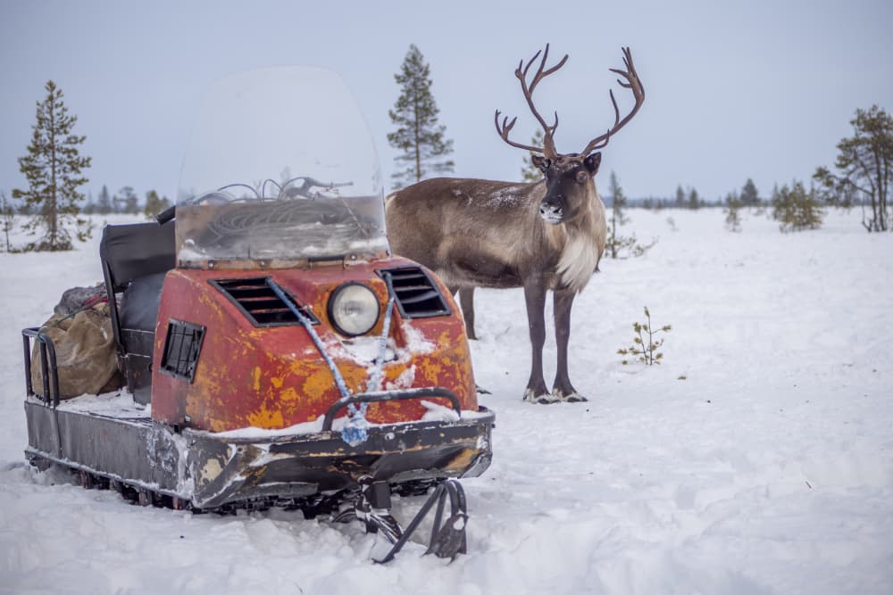 Arctic Reindeer and Snowmobile by Marcel Rebro — canvas wall art