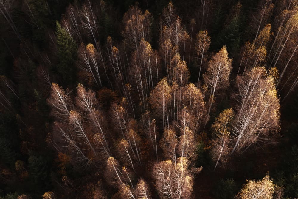 Golden Birch Canopy by Sebastian Mastahac — canvas wall art
